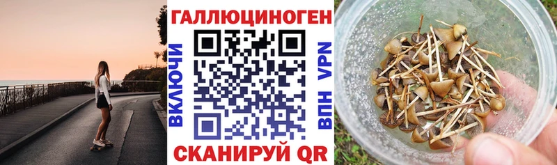 купить цена Черногорск Псилоцибиновые грибы Psilocybe